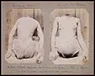 Crime Album Stories: Paris 1886-1902 [ILLUSTRATED]Parry, Eugenia