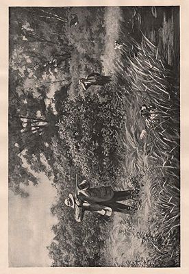 ORIG B&W SPORTING PRINT/ "JULY WOODCOCK-SHOOTING"Frost (Illust.), A.B., Illust. by: A.B.  Frost