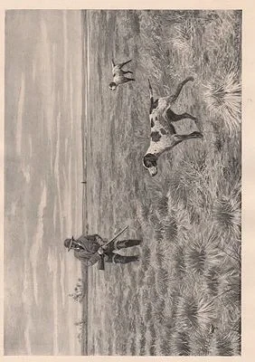 ORIG B&W SPORTING PRINT/ "SNIPE-SHOOTING - A TIGHT CARTRIDGE"Frost (Illust.), A.B., Illust. by: A.B.  Frost