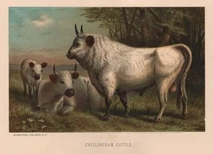 ORIG VINTAGE COLOR PRINT/ CHILLINGHAM CATTLEPrang, Louis